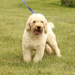 Izzy - Whoodle