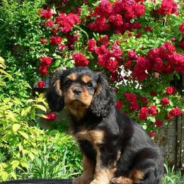 Cavalier King Charles Spaniel Puppies from 7 Bridges Cavaliers