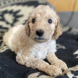 Joey (Red Collar) - Caramel cream female Labradoodle puppy in Toledo, Washington from Bigfoot Doodles