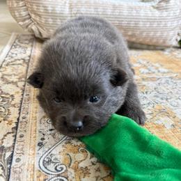 Sterling - Blue male Pomeranian puppy in Raymondville, Missouri from Pampered Pomskies