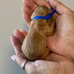 Boy 2 - Apricot male Cavapoo puppy in Nampa,, Idaho from Clig Doodle Days