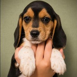 Comet - Black tan and white male Beagle puppy in Lake City, Florida from Patriot Beagles