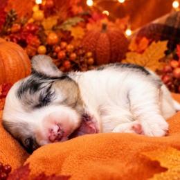 Cheyenne - Blue merle and white female Cardigan Welsh Corgi puppy in Kerens, West Virginia from Leather & Lace