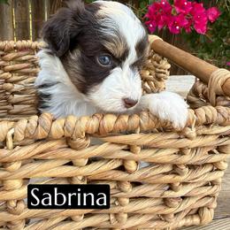 Sabrina Carpenter - Red tri-color female Aussiedoodle puppy in Bakersfield, California from Annie's Aussies