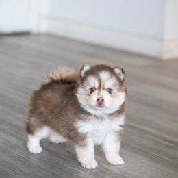 Kabocha - Red and white female Pomsky puppy in San Mateo, California from The Pomsky Garden