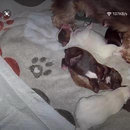 Girl 2 - Parti female Yorkshire Terrier puppy in Jacksonville, North Carolina from A1 Designer Pups and More