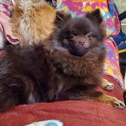 Zamora - Pomeranian
