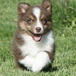 Ozzy - Red tri-color male Miniature American Shepherd puppy in Holmesville, Ohio from Coffee Run Spring at Miller Farms