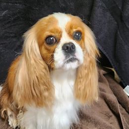 Gia - Cavalier King Charles Spaniel