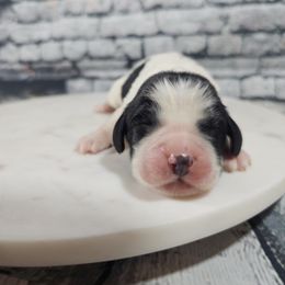Boy 2 - White and black male English Springer Spaniel puppy in Cohocton, New York from Riled Up Ranch LLC -  Springer Spaniel Puppies