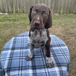 German Shorthaired Pointer and Jack Russell Terrier Puppies from Ivy Creek Kennels