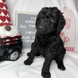 Teal collar - Black and white female Aussiedoodle puppy in Mount Ulla, North Carolina from Girls of anarchy farm
