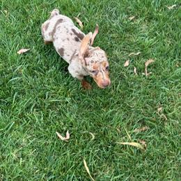 Light Gray - Dapple male Dachshund puppy in Anaheim, California from SoCal Mini Dachshunds