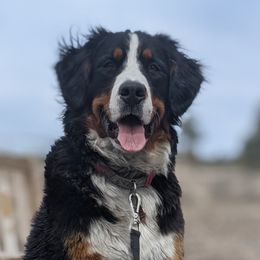 Jazzy - Bernese Mountain Dog