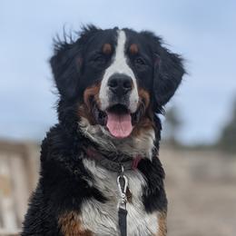 Jazzy - Bernese Mountain Dog