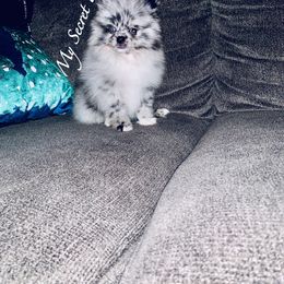 Pomeranian Puppies from My Secret Poms