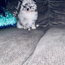 Pomeranian Puppies from My Secret Poms