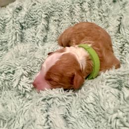 Pumpkin - Red male Bernedoodle puppy in Springville, Utah from Oodles of Bernedoodles