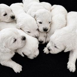 Minda Boy 3 - Light golden male Golden Retriever puppy in Fort Morgan, Colorado from Golden Girls Kennels, LLC