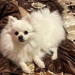 Gidget - Pomeranian
