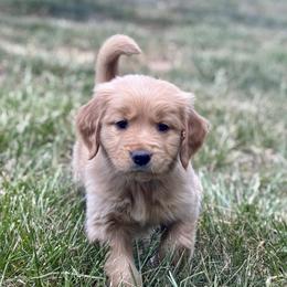 White Collar Girl - Golden female Golden Retriever puppy in Mill Spring, North Carolina from Carolina Breeders Family