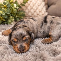 Precious - Silver and Tan Dapple - Dapple female Dachshund puppy in Springfield, Ohio from LUXEYPUPS