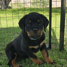 Rottweiler Puppies from Mack Daddy Rottweilers