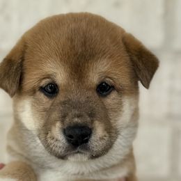 Shiba Inu from Southern Shibas