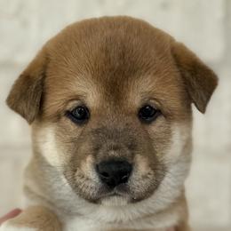 Shiba Inu from Southern Shibas