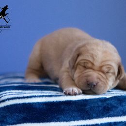 Labrador Retriever Puppies from Sun Ridge Labradors