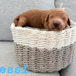 Messi - Apricot male Goldendoodle puppy in Archbold, Ohio from Wurster's Mini Wee Doodles