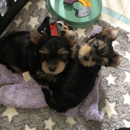 Yorkshire Terrier Puppies from MagnoliaYorkies