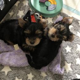 Yorkshire Terrier Puppies from MagnoliaYorkies