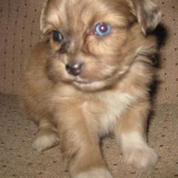 Aussiedoodle and Toy Australian Shepherd Puppies from Booty Shaker Toy Aussies