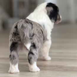 Pringles - Blue merle male Bordoodle puppy in Shelton, Washington from Prophecy Kennels