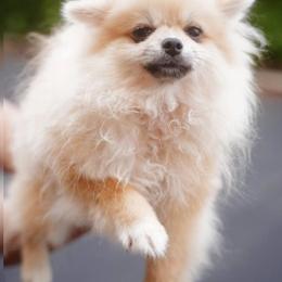 Bella Liz - Cream female Pomeranian puppy in Brooklyn, New York from Svitlana's Pomeranians