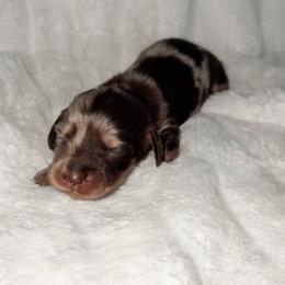 HATTIE - Dapple female Dachshund puppy in San Diego, California from Enchanted little dachshunds