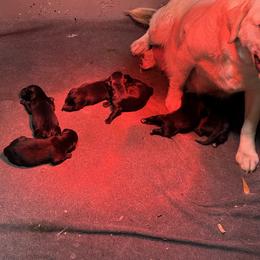 Boy 1 - Black male Labrador Retriever puppy in Mount Olive, Mississippi from 3 King Kennels