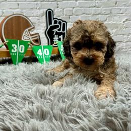 Arlo - Sable male Bernedoodle puppy in Lancaster, Missouri from Cavapoo Acres