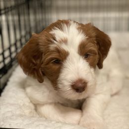 Australian Labradoodle Puppies from Providence Labradoodles