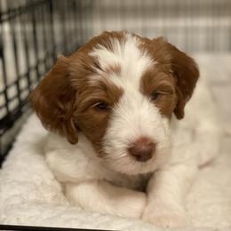 Australian Labradoodle Puppies from Providence Labradoodles