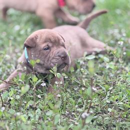 Alexis - Brown female Chinese Shar-Pei puppy in Lehigh Acres, Florida from Florida Wrinkles