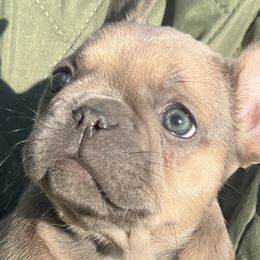 French Bulldogs from Wheat State Puppy Co, LLC
