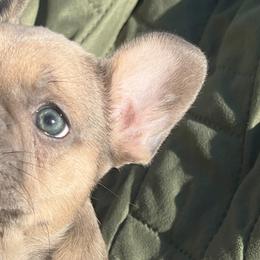 French Bulldogs from Wheat State Puppy Co, LLC