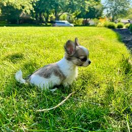 Violet - Sable spotted white female Chihuahua puppy in Dayton, Ohio from Petite Pups Chihuahuas