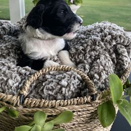 Assorted Doodle Crosses Puppies from Aussie Mountain Doodles