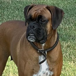 Boxers from Riverside's Poodles & Boxers and Goldendoodles too