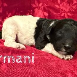 Armani - Parti male Poodle puppy in Port Orange, Florida from Daytona’s Standard Poodles