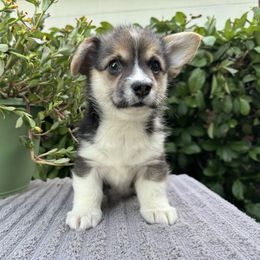 Girl 1 - Pembroke Welsh Corgi puppy in Bushnell, Florida from Bending Oaks Corgis