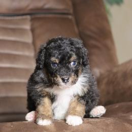 Cannoli - Started Trained Puppy - Tri-color male Bernedoodle puppy in Youngstown, Florida from Wonderland’s Boujie Kennels